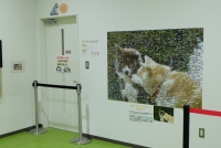 秋田犬ミュージアム