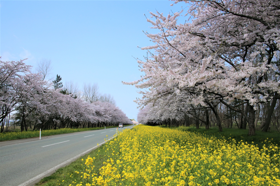 Sakura Nanohana Road